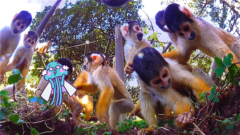 いきもの目線１