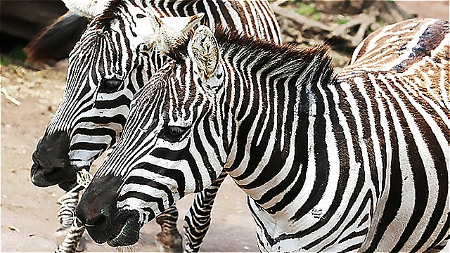 グラントシマウマ