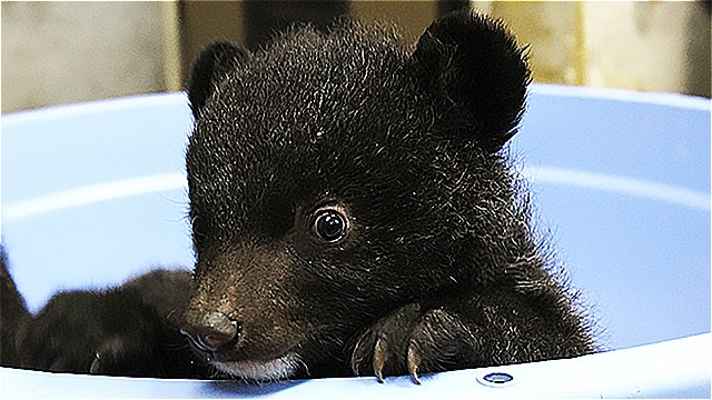 ニホンツキノワグマ