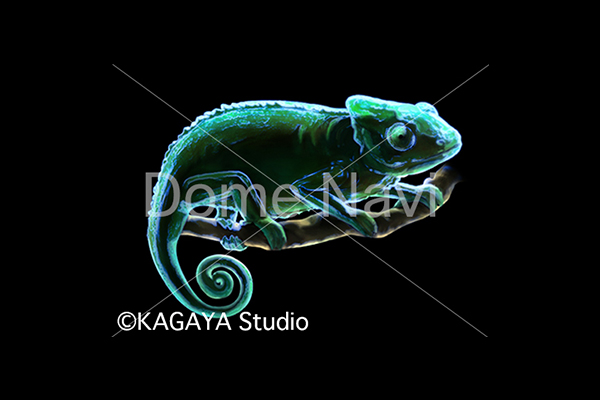 カメレオン座KAGAYA星座絵