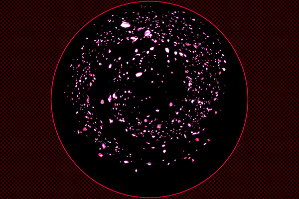 舞い上がる花びら